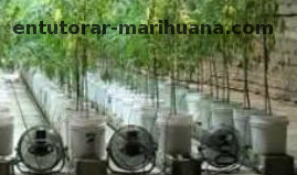 SCROG malla de tutoreo