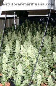 sog-o-sea-of-green-en-el-cultivo-de-marihuana