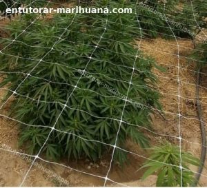 cultivo de marihuana usando red para metodo SOG