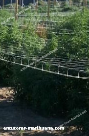 metodo scrog aplicado sobre el cultivo de cannabis