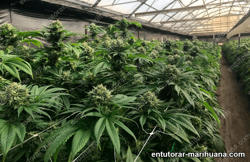 soporte para plantas